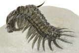 Crotalocephalus (“Cyrtometopus”) Trilobite - Scarce Species #191778-2